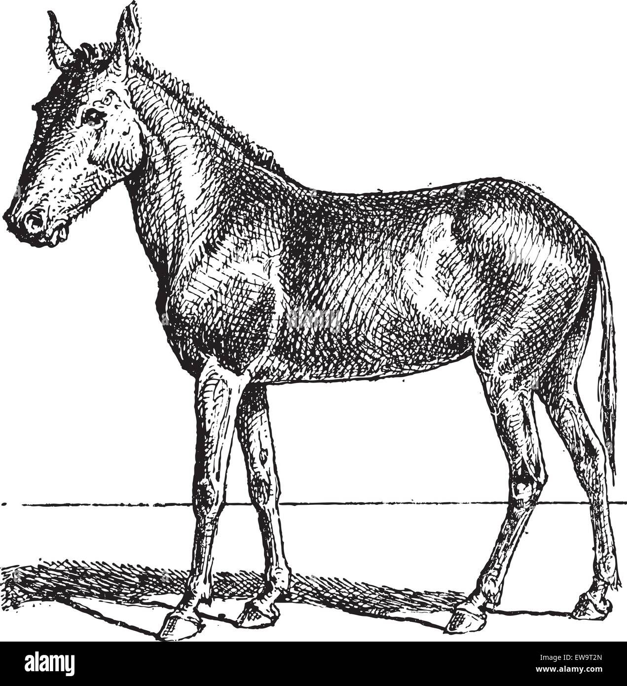 Mule or Equus mulus, vintage engraved illustration. Dictionary of Words and Things - Larive and Fleury - 1895 Stock Vector
