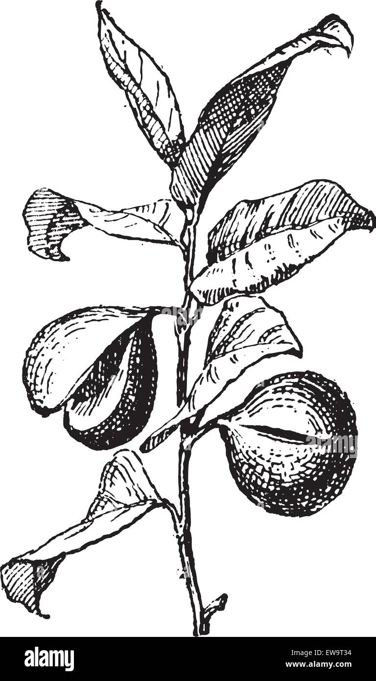 Common Nutmeg or Myristica fragrans, showing fruit, vintage engraved illustration. Dictionary of Words and Things - Larive and Fleury - 1895 Stock Vector