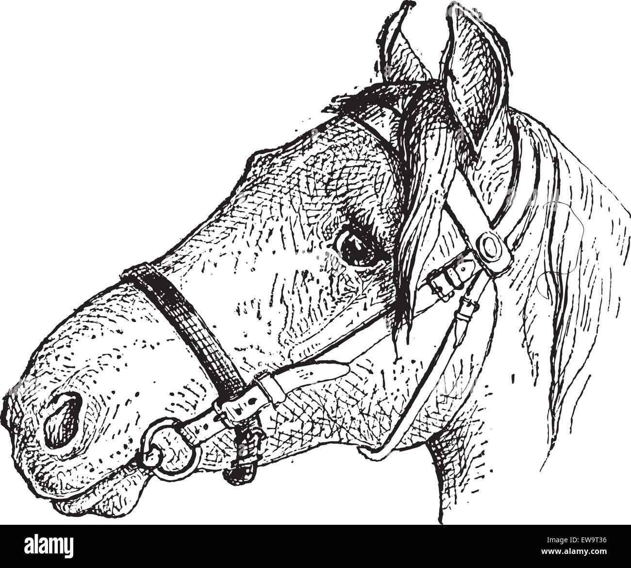 Noseband (shaded), vintage engraved illustration. Dictionary of Words and Things - Larive and Fleury - 1895 Stock Vector