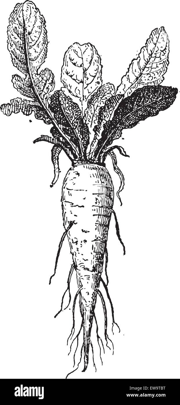 Long  Turnip or Brassica rapa var. rapifera, showing root, vintage engraved illustration. Dictionary of Words and Things - Larive and Fleury - 1895 Stock Vector