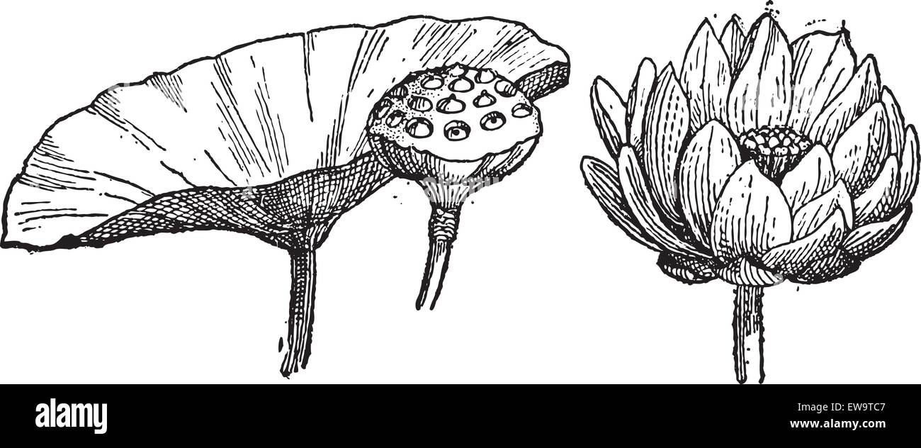 Yellow Lotus or Nelumbo lutea, showing leaf and seed pod (left) and flower (right), vintage engraved illustration. Dictionary of Words and Things - Larive and Fleury - 1895 Stock Vector