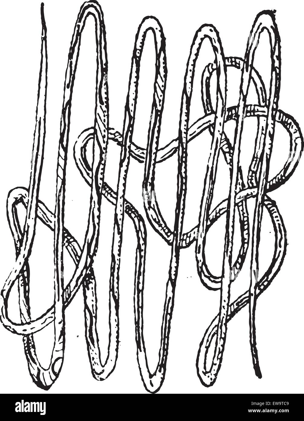 Roundworm, Nematode or Nematoda, vintage engraved illustration. Dictionary of Words and Things - Larive and Fleury - 1895 Stock Vector
