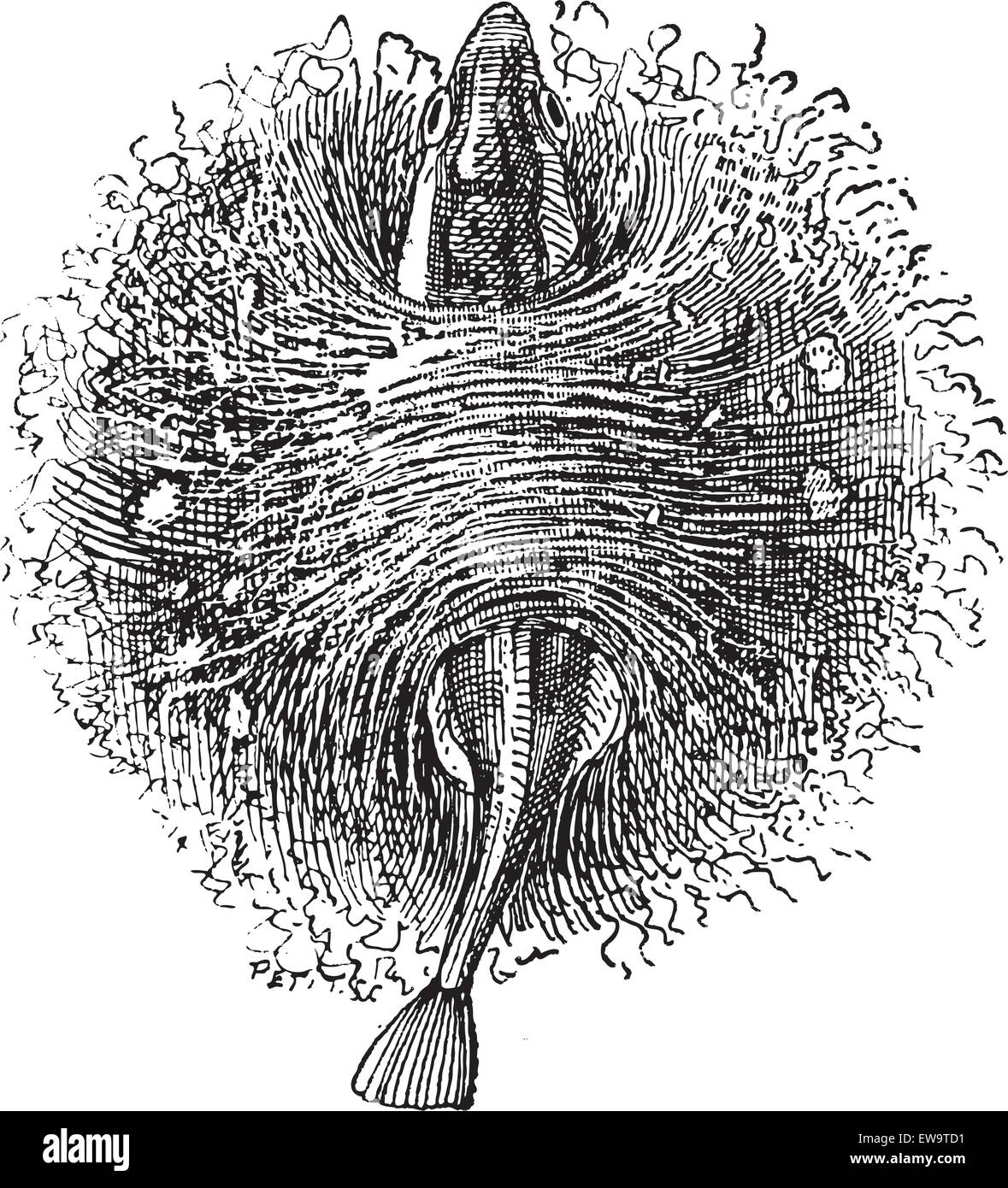 Nest of the Stickleback or Gasterosteus sp., made of vegetation held together by secretions from their kidneys, vintage engraved illustration. Dictionary of Words and Things - Larive and Fleury - 1895 Stock Vector