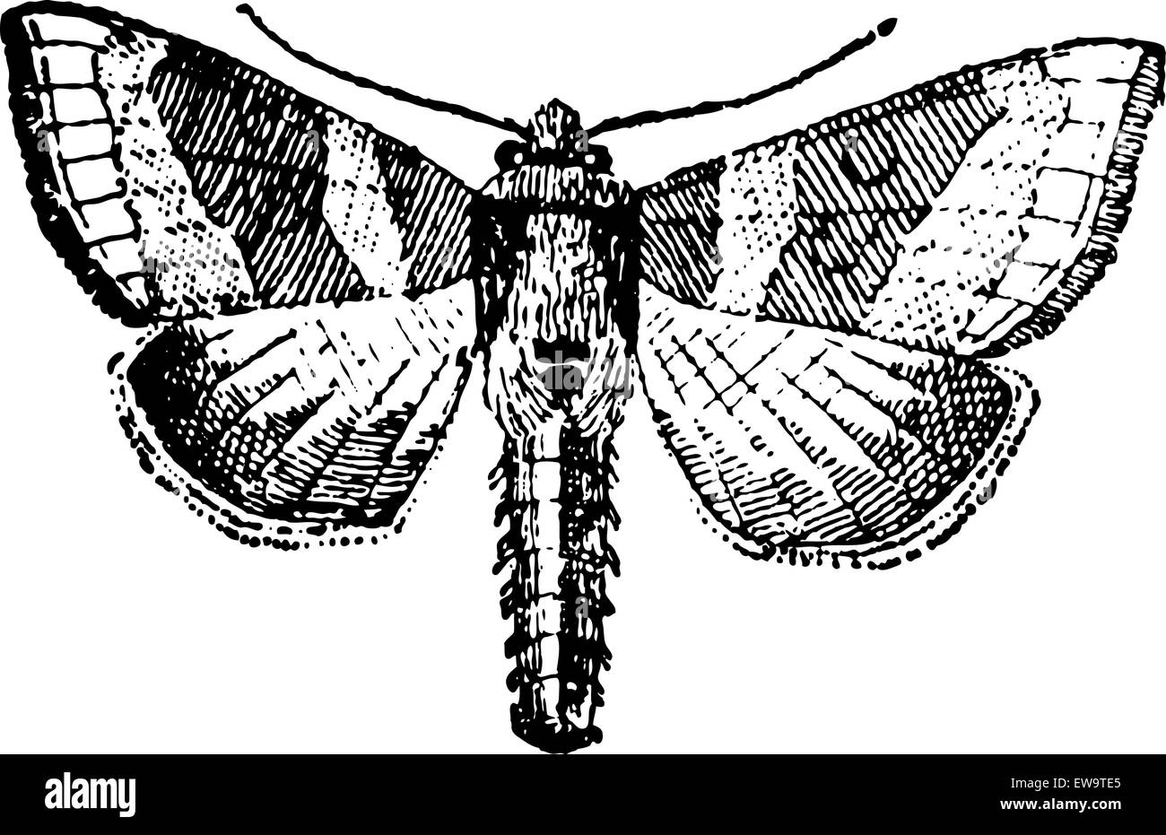 Moth, vintage engraved illustration. Dictionary of Words and Things - Larive and Fleury - 1895 Stock Vector