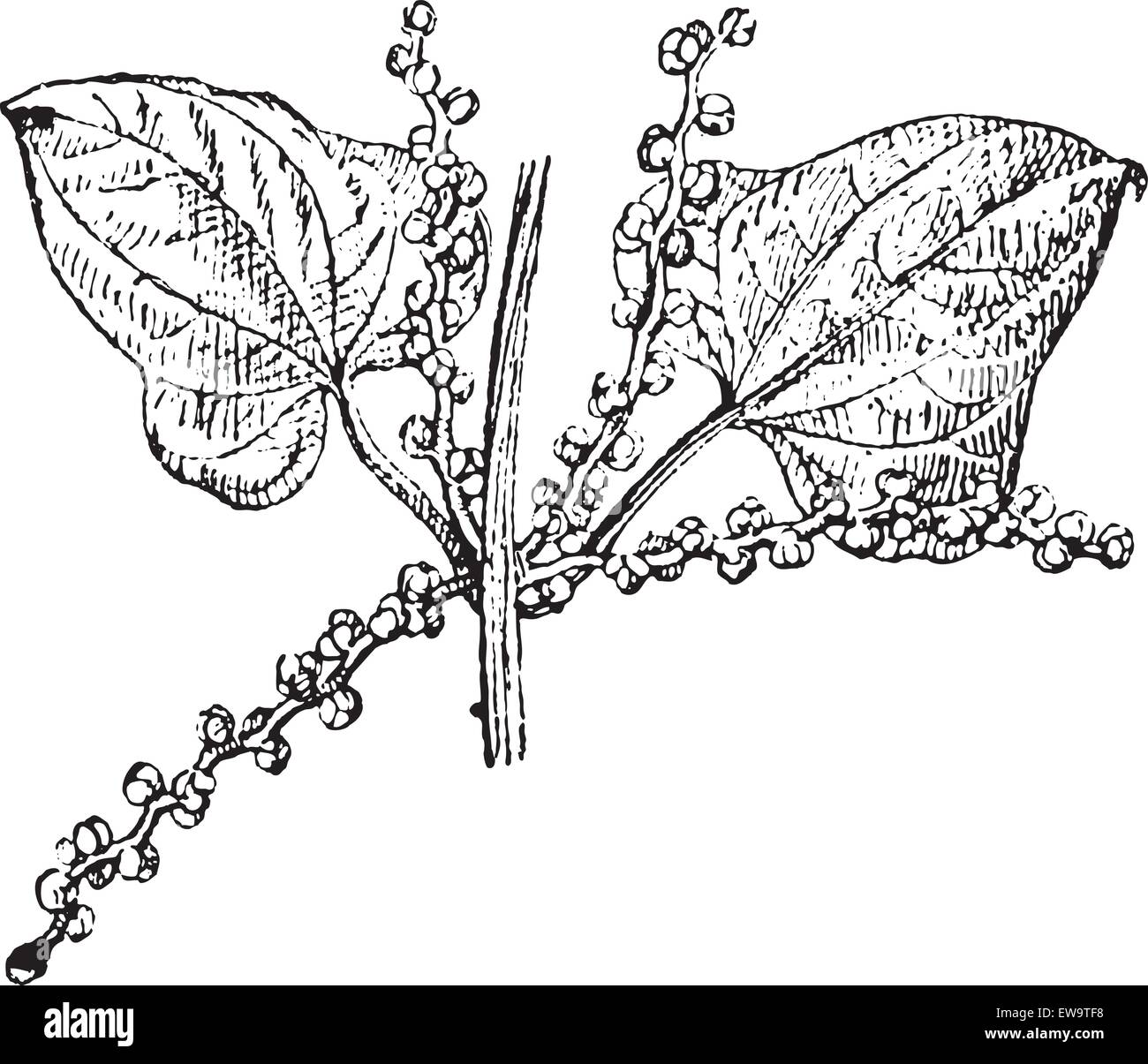 Old engraved illustration of Chinese yam or  Dioscorea polystachya, male flower isolated on a white background. Dictionary of words and things - Larive and Fleury ? 1895 Stock Vector
