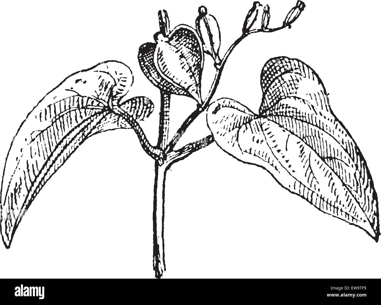 Old engraved illustration of Chinese yam or  Dioscorea polystachya, female flower isolated on a white background. Dictionary of words and things - Larive and Fleury ? 1895 Stock Vector