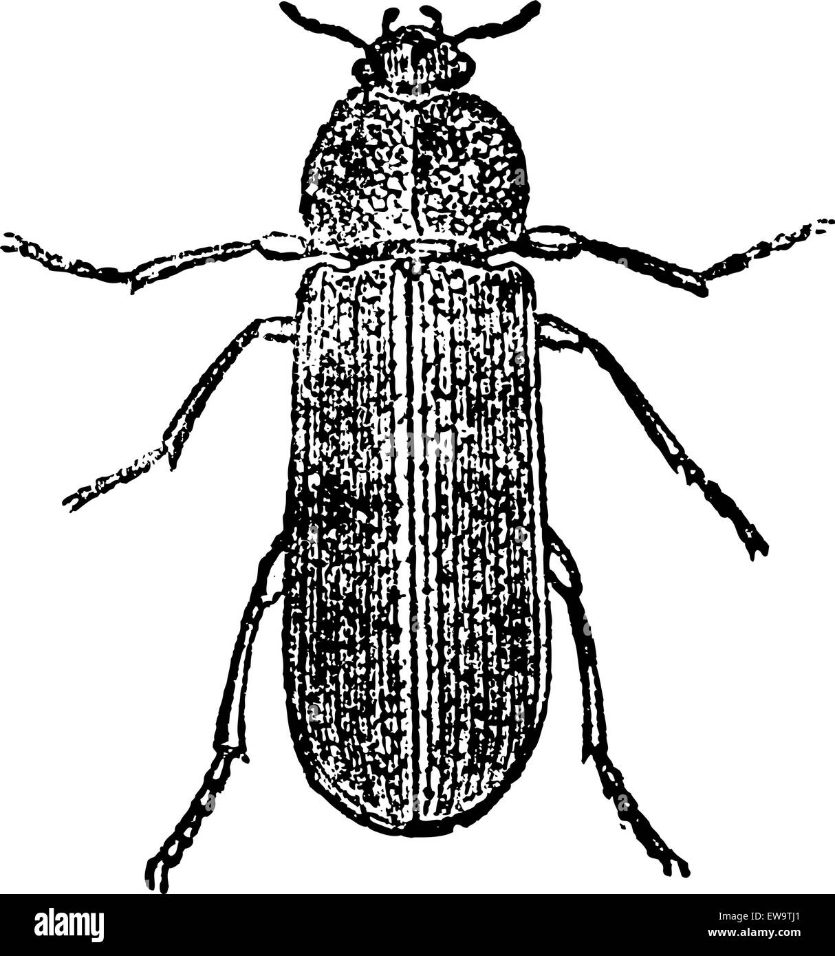 Cis Beetle, vintage engraved illustration. Cis Beetle isolated on white. Magasin Pittoresque 1875. Stock Vector