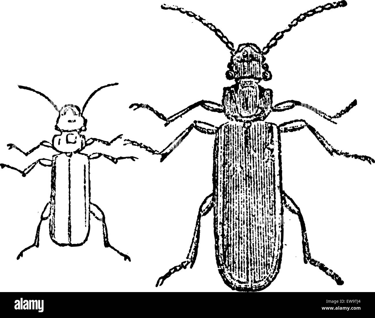 Cucujo beetle, vintage engraved illustration. Magasin Pittoresque 1875. Stock Vector