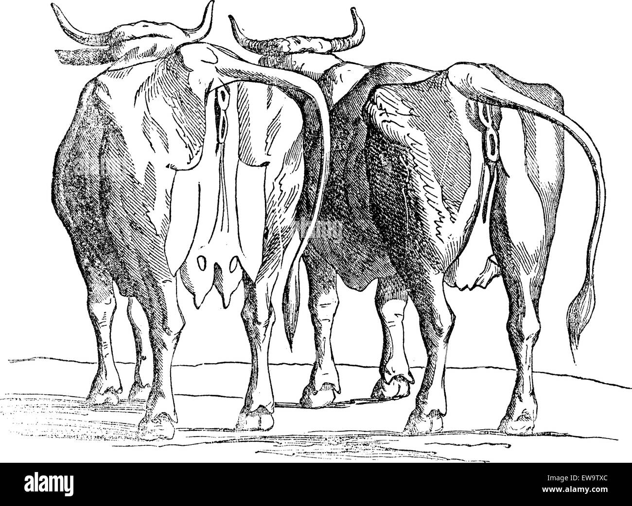 Cow udder, vintage engraved illustration. Magasin Pittoresque 1875. Stock Vector