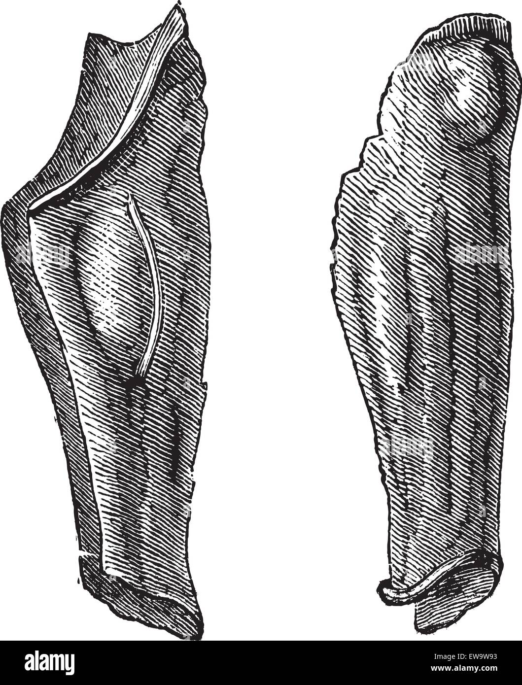 Old engraved illustration of the armor leg of tin or flexible greaves. Industrial encyclopedia E.-O. Lami ? 1875. Stock Vector