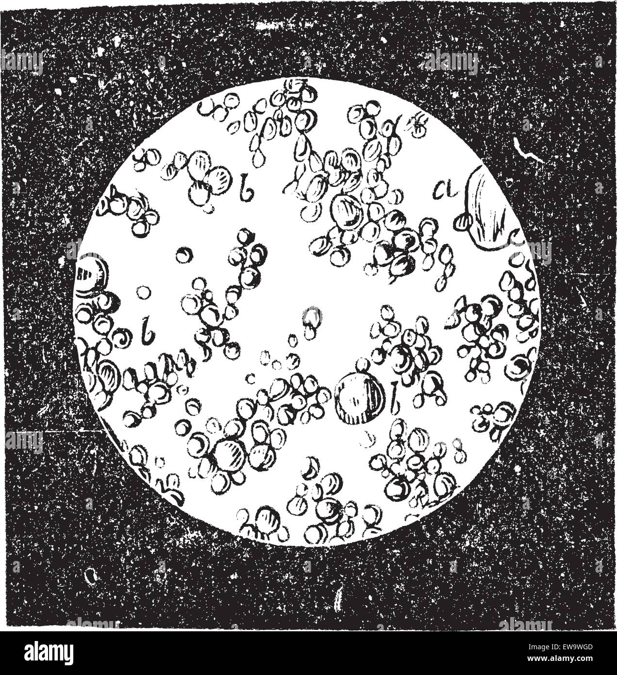 Old engraved illustration of fresh butter under microscope. Industrial