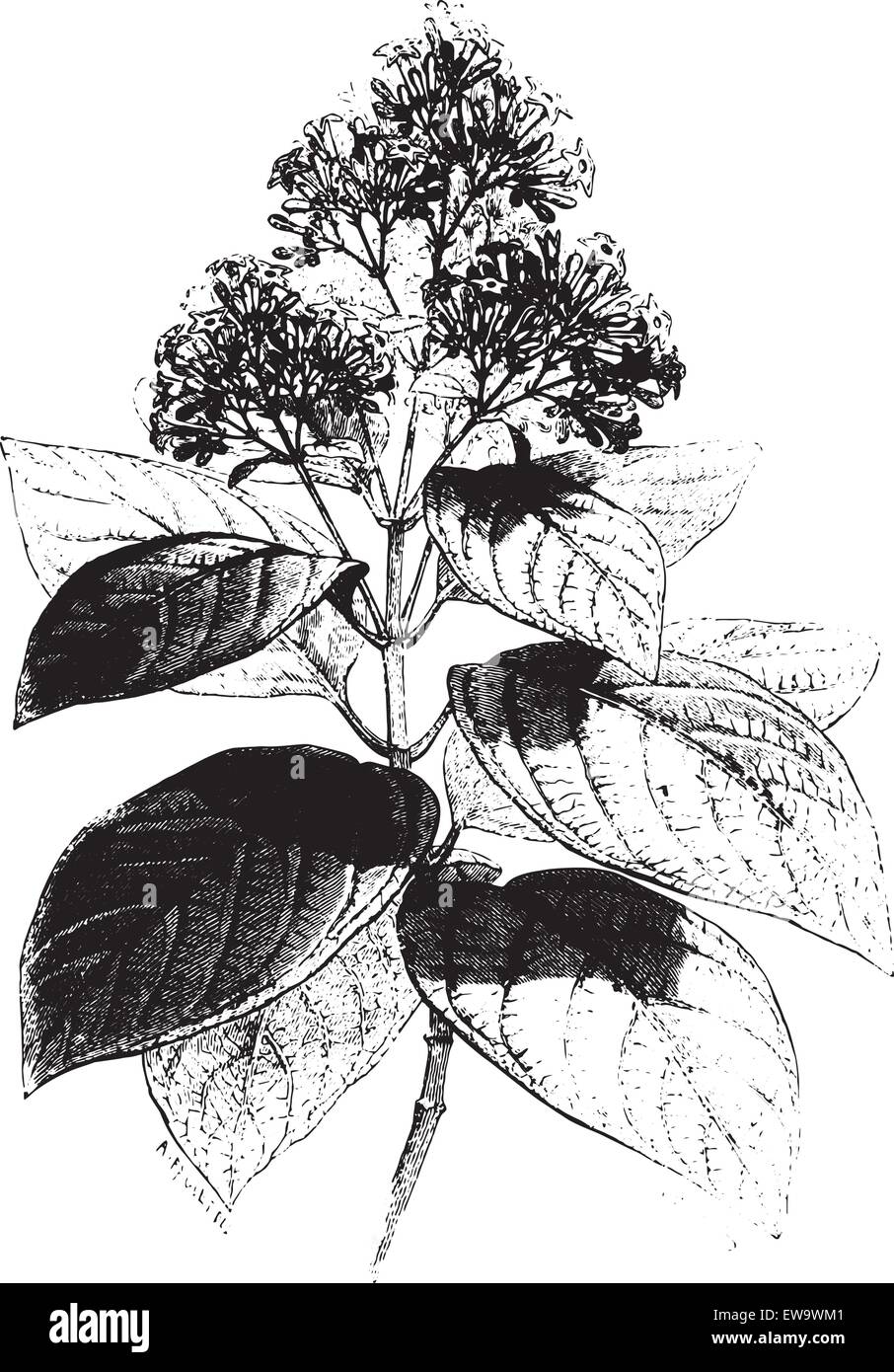 Cinchona condaminea (flower), vintage engraved illustration. Le Tour du Monde, Travel Journal, (1872). Stock Vector