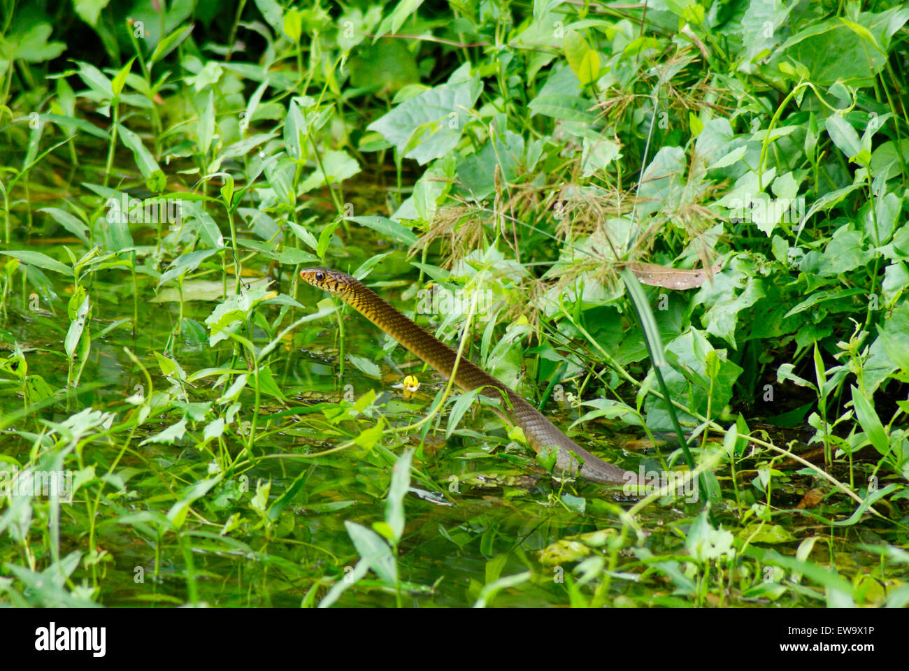 Water Snake India Snake on Pond Water Tropical Kerala India Stock Photo