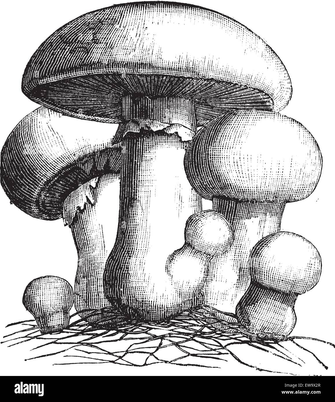 Agaricus campestris or meadow mushroom engraving. Old vintage illustration. Also called field mushroom. A widely eaten edible gilled mushroom. Stock Vector