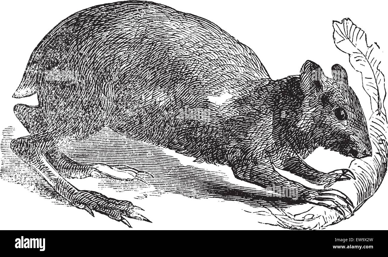 Agouti or Dasyprocta agouti engraving. Old engraved illustration of an agouti rodent eating a leaf. They are related to guinea pigs and look quite similar but have longer legs. Stock Vector