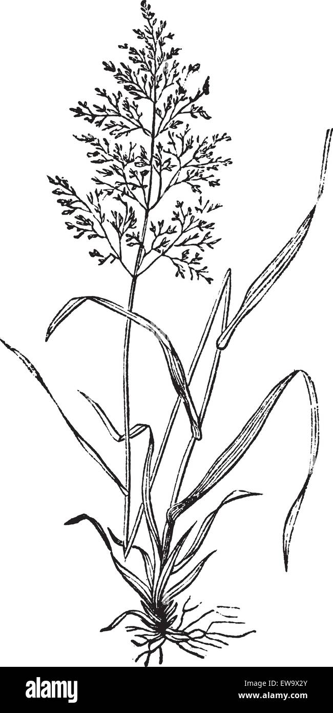 Redtop or Browntop grass, or Agnostis vulgaris or Capillaris engraving. Old engraved illustration of common grass, also called Common Bent and Colonial bent. Widely used as pasture. Stock Vector