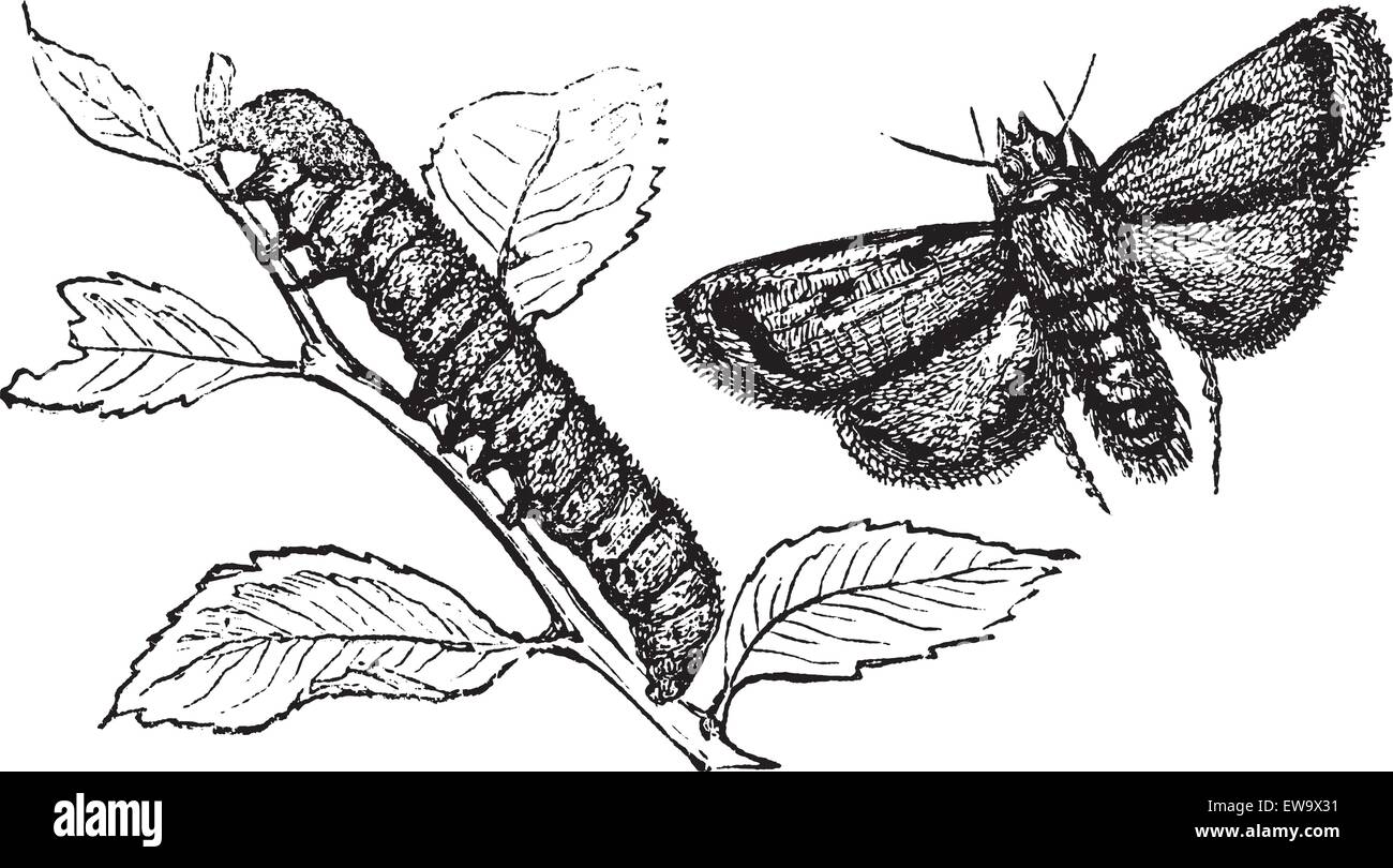 Engraving of a turnip moth or agrotis segetum, to illustrate a agrotide affectation. Caterpillar and moth vintage engraved illustration. Stock Vector