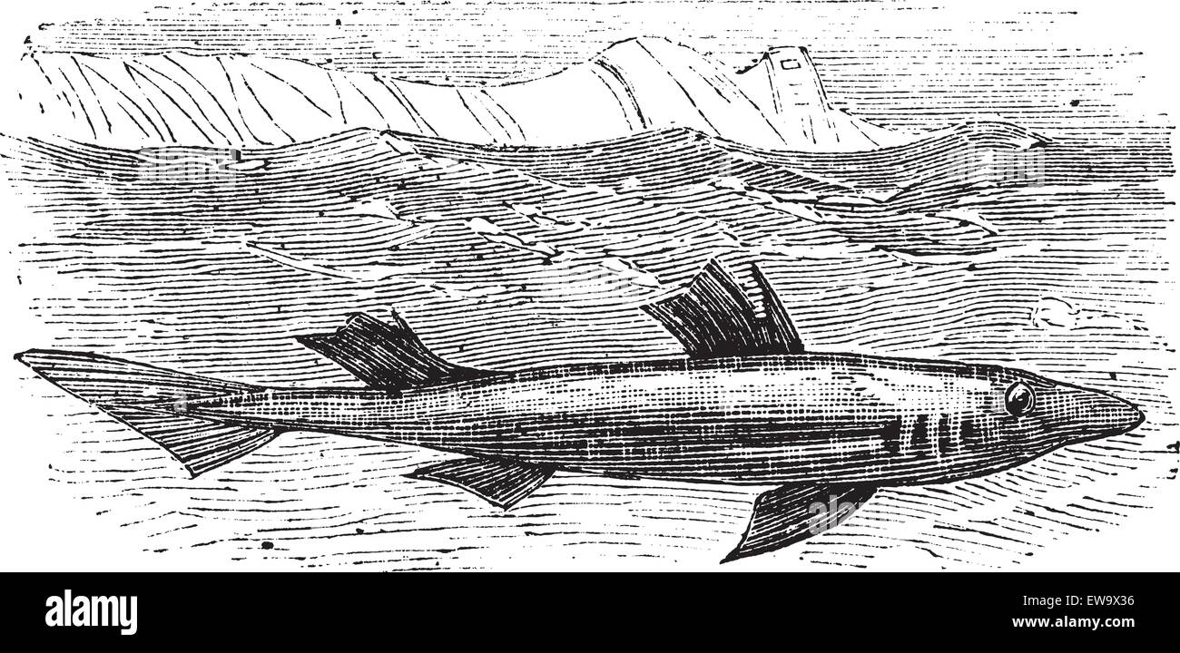 Spiny dogfish, spurdog, mud shark, piked dogfish or Squallus acanthias vintage engraving.. Old antique engraved illustration of the piked dogfish shark in his environment. Stock Vector