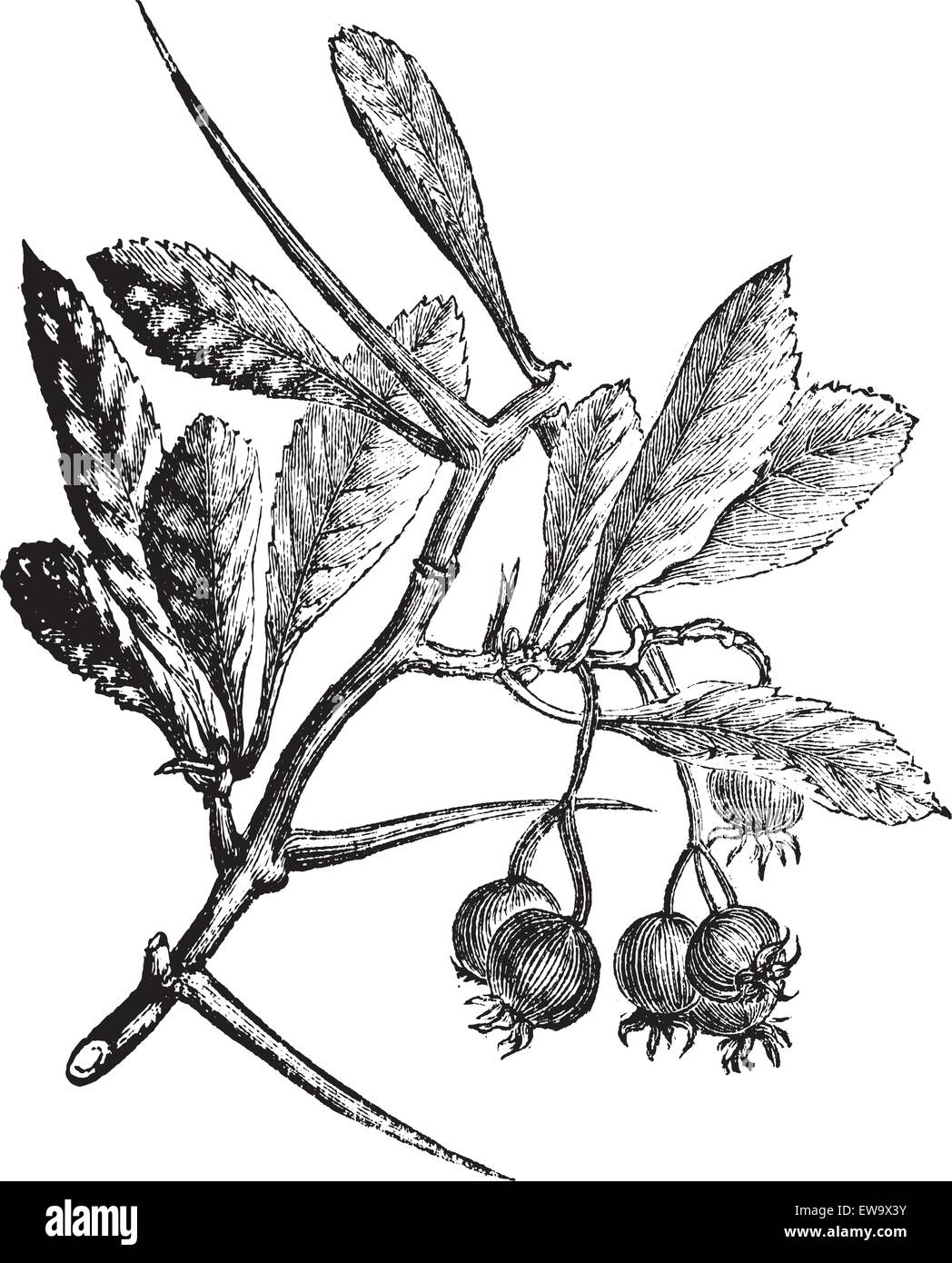 American Hawthorn or Crataegus crus-galli vintage engraving. Old engraved illustration. Also called cockspur hawthorn and cockspur thorn. Stock Vector