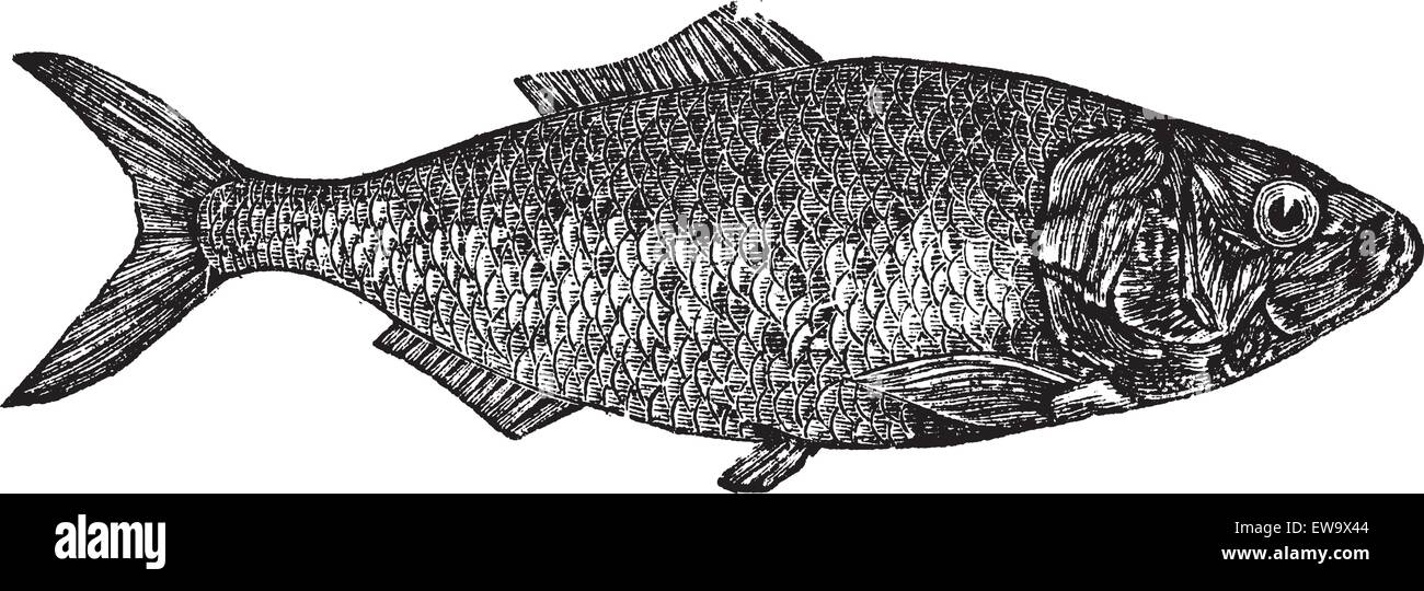 Shad, river herring  or Alosa menhaden vintage engraving.. Old engraved illustration of a shad fish, in vector, isolated against a white background. Stock Vector