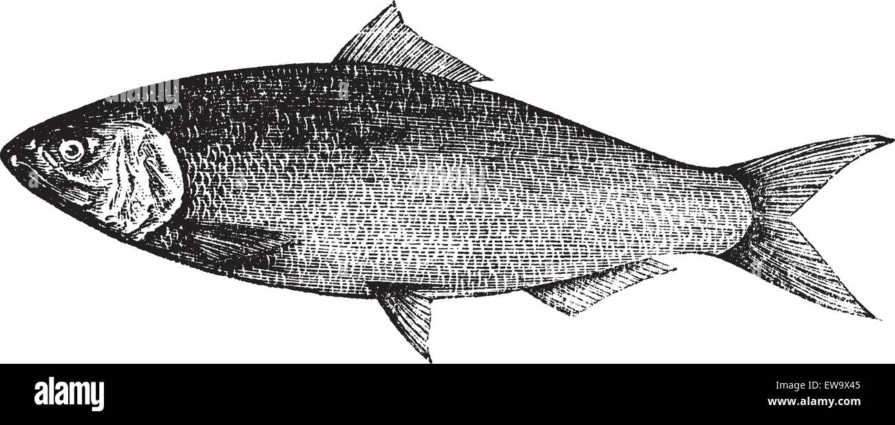 American Shad, Atlantic Shad, Alosa praestabilis or alosa sapidissima vintage engraving. Old engraved illustration of an american shad fish, in vector, isolated against a white background. Stock Vector