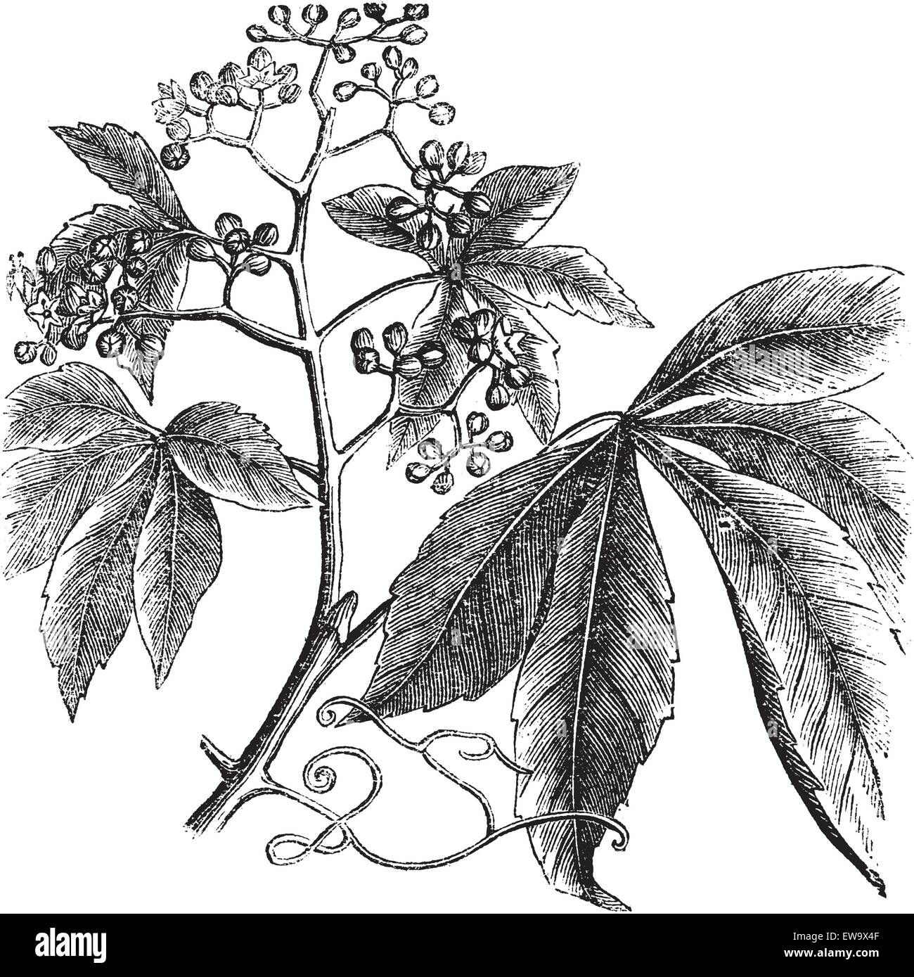Virginia Creeper, Ampelopsis or  Parthenocissus Quinquefolia, American Ivy, Woodbine, False Grape, Five-leaved ivy or five-finger vintage engraving. Vector, isolated cut-out. Stock Vector