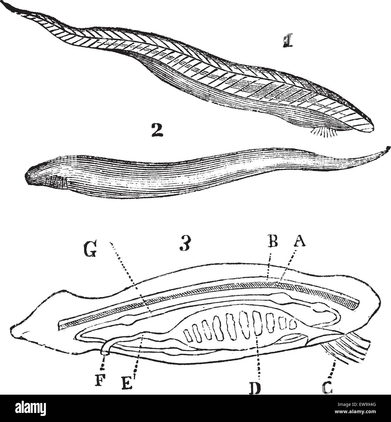 Lancelet ( amphioxus lanceolatus ) top, bottom and inside view vintage engraving. Information about vertabrate evolution. Vector illustration, isolated cut-out. Stock Vector