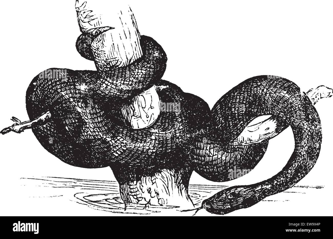 Green Anaconda, Anaconda, Common anaconda, water boa or Eunectec murinus old vintage engraving. Found in South America. Vector engraved illustration created in the 1890s. Stock Vector