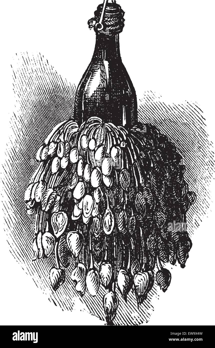 Barnacles on a bottle ( anatifa anserifera) old vintage engraving. Vector engraved illustration created in 1890. Stock Vector
