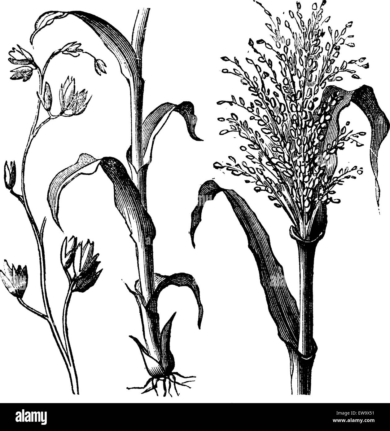 Andropogon virginicus, yellowsedge bluestem or broomsedge bluestem old vintage engraving. Vector engraved illustration from 1890. Stock Vector