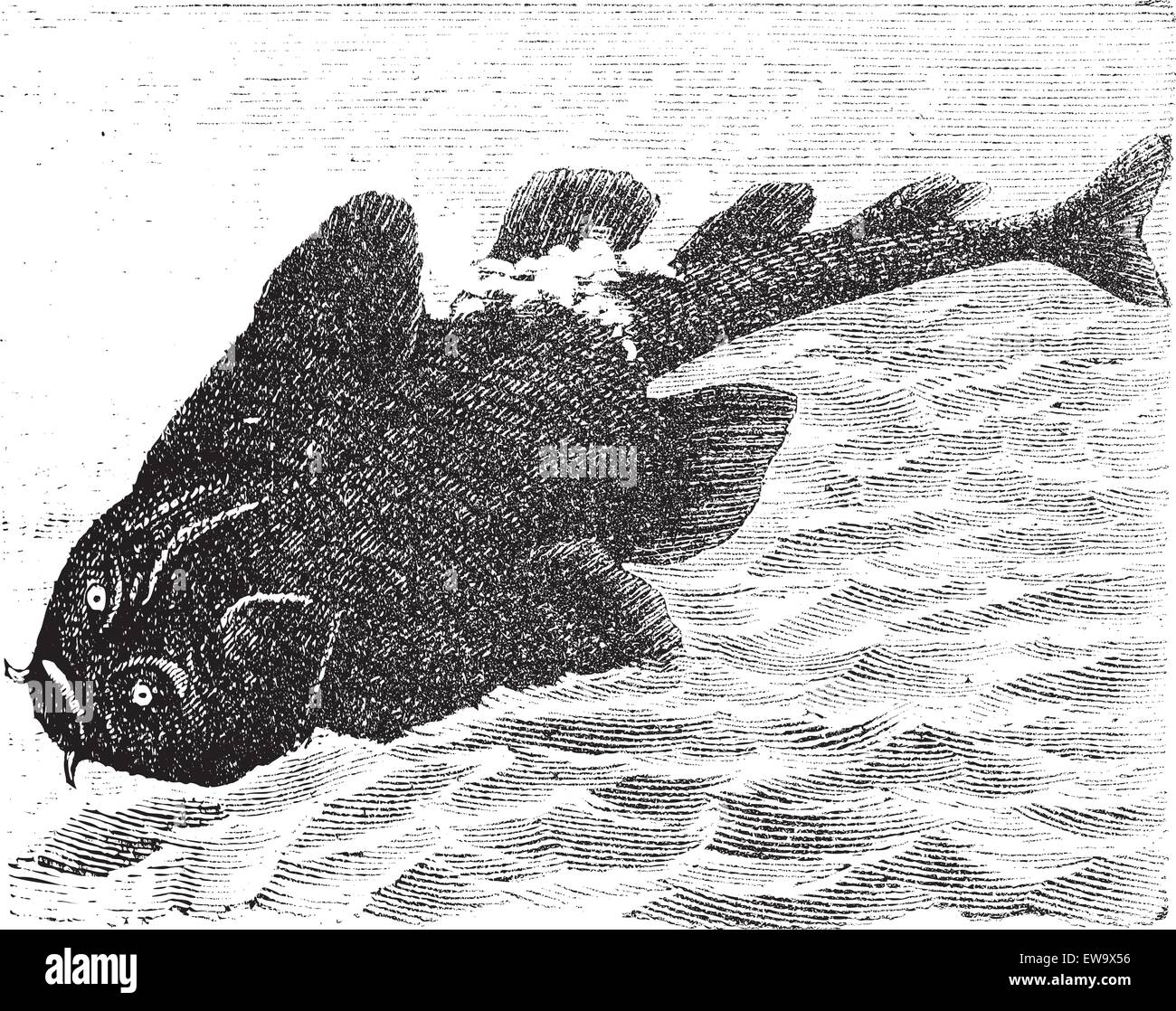 Squatina angelus or Angel shark old engraving.  Angelshark engraved illustration Stock Vector