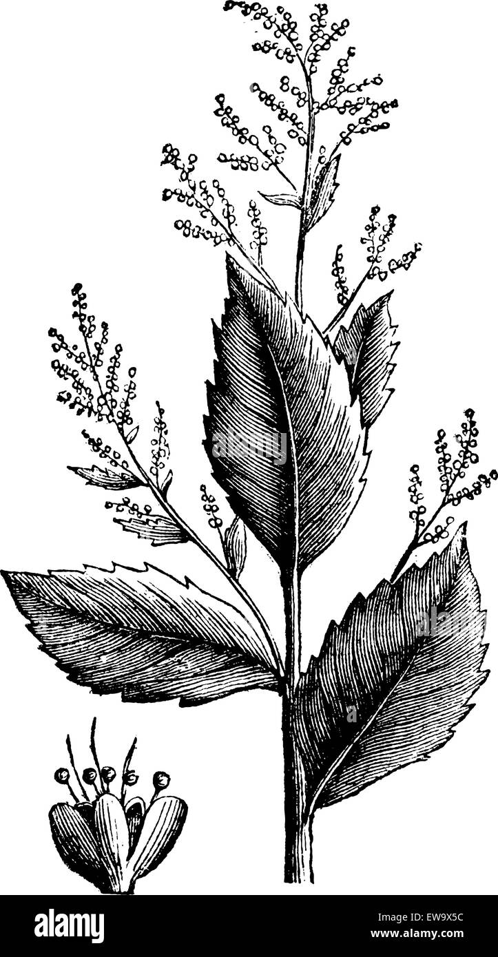 Chenopodium anthelminticum or Wormseed Goosefoot vermifuge plant and flower vintage engraving. Old engraved illustration of a an anserine chenopodium anthelminticum vermigue plant, isolated on white. Stock Vector
