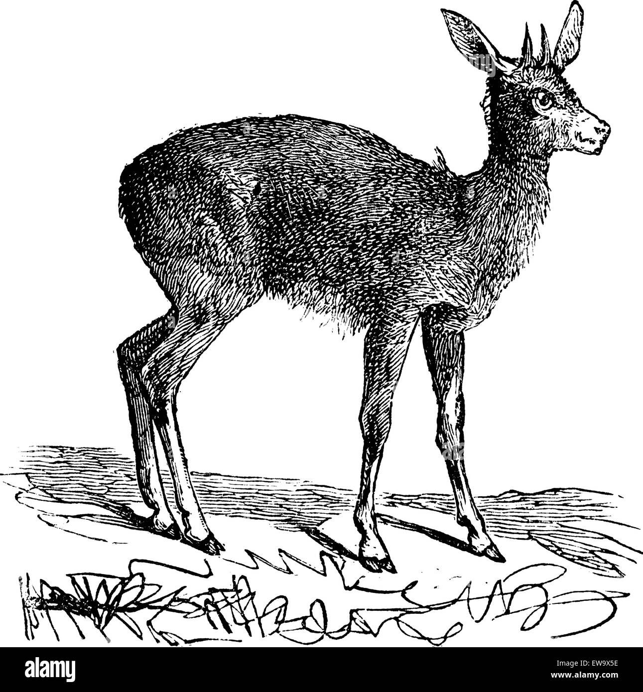 Klipspringer or mvundla, Oreotragus Saltatrix or Oreotragus oreotragus vintage engraving. Old engraved illustration of a Klipspringer in his environment Stock Vector