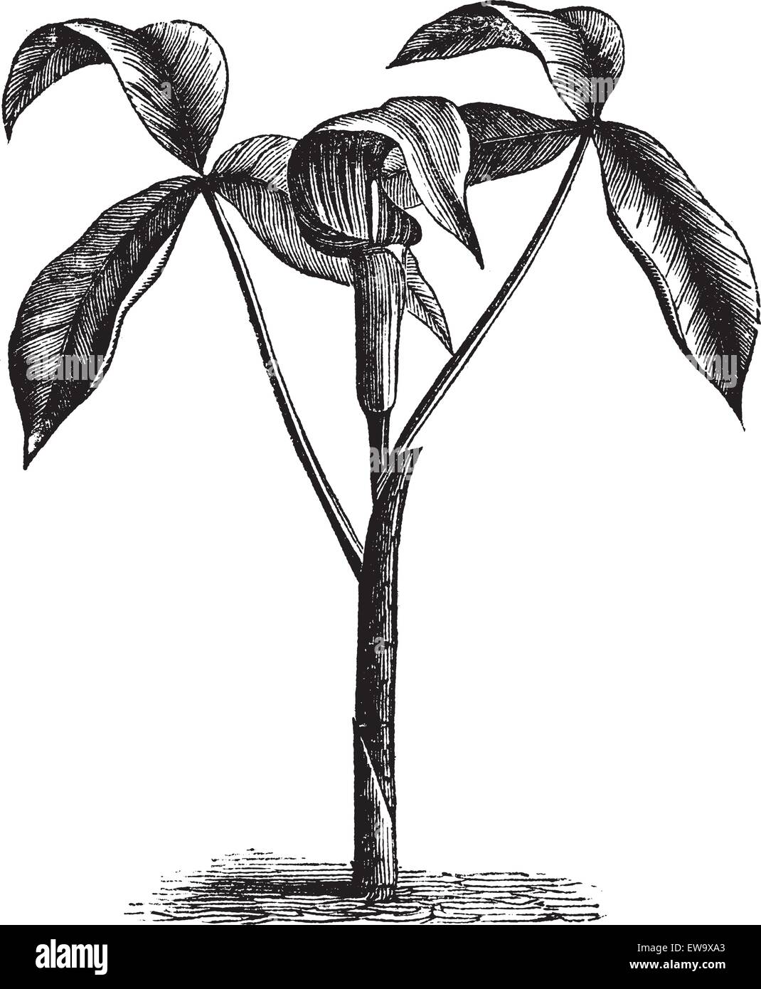Arisaema triphyllum,  Jack-in-the-Pulpit, Bog onion, Brown dragon, Indian turnip, Wake robin or Wild turnip old engraving. Old engraved illustration, in vector, of a arisaema triphyllum plant Stock Vector