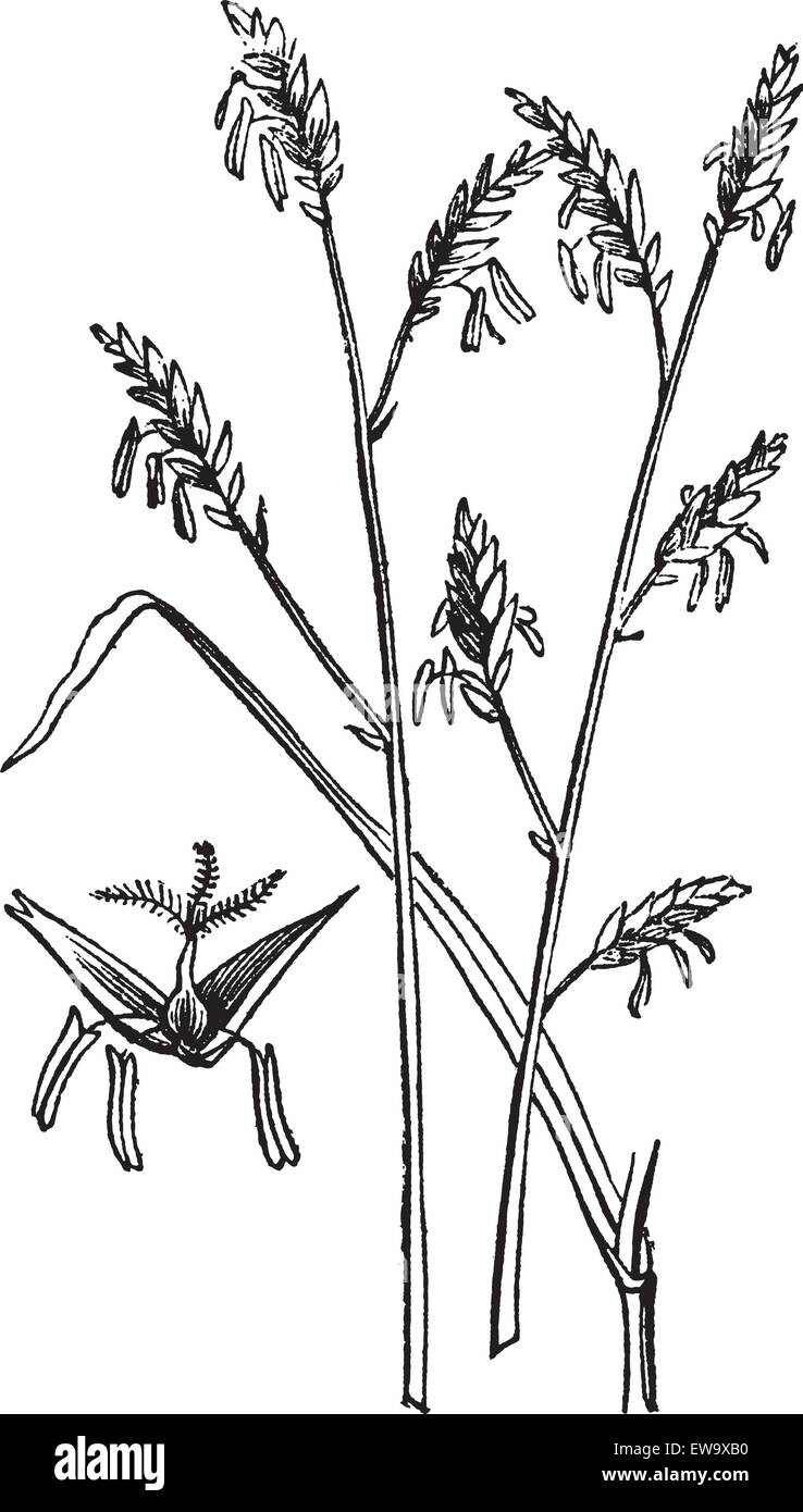 Arundinaria or Arundinaria macrosperma or commonly known as the Canes old engraving.. Old engraved illustration of a close-up of canes plant. Stock Vector