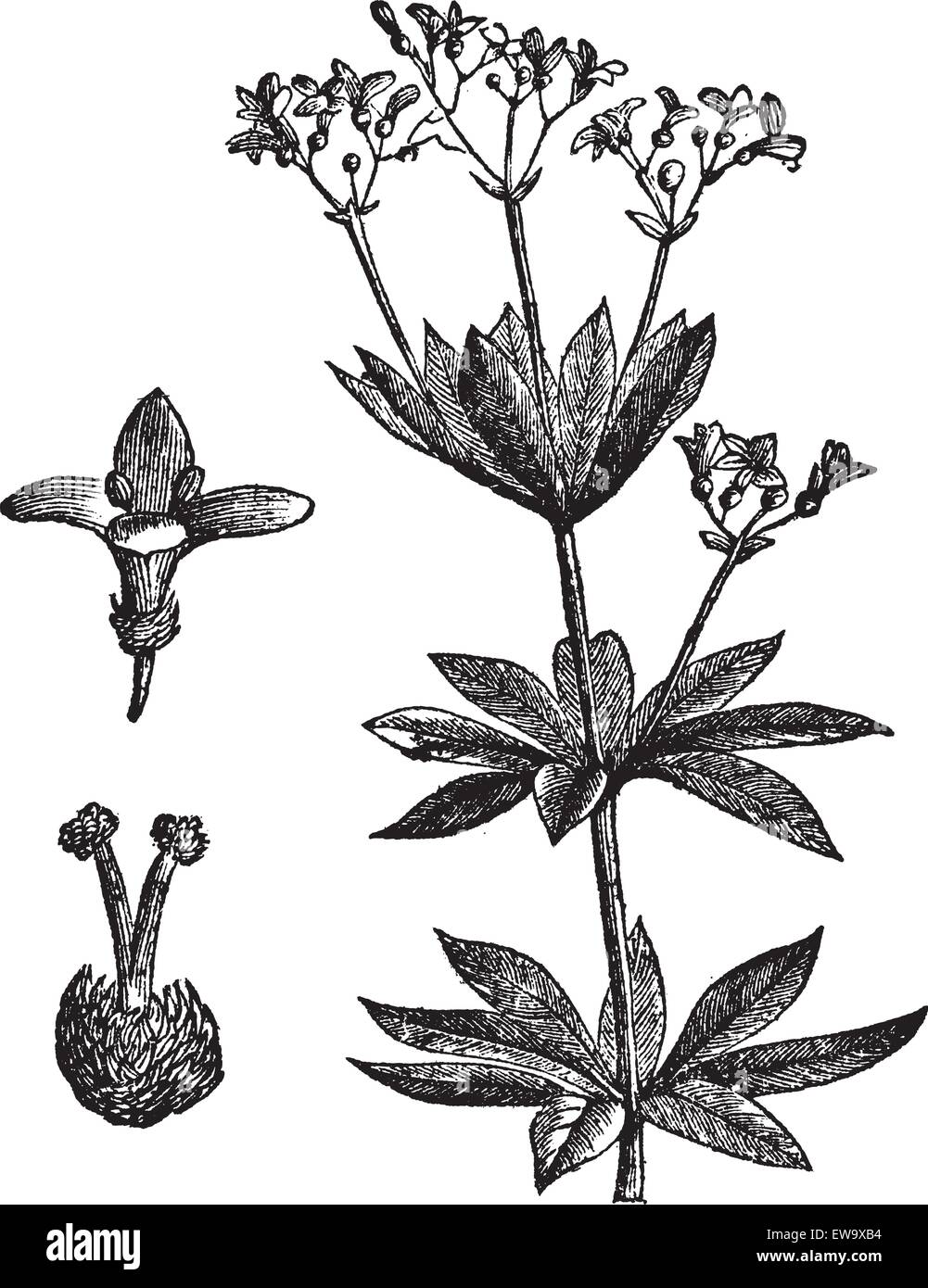 Asperula odorate or Sweet woodruff vintage engraving. Old engraved illustration of the asperula plant and flower closeup, isolated against a white background Stock Vector