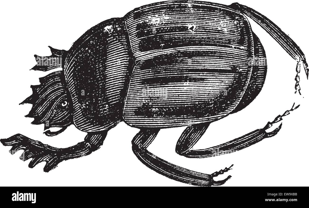 Scarab beetles, Scarabs, infraorder  Scarabaeiformia, or Ateuchus . Vintage engraving. Old engraved illustration of a Scarab beetles can be found worldwide. Stock Vector