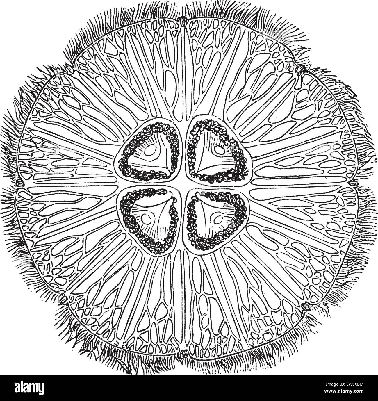 Jellyfish or Aurelia, vintage engraving. Old engraved illustration of a common jellyfish (top view). Stock Vector