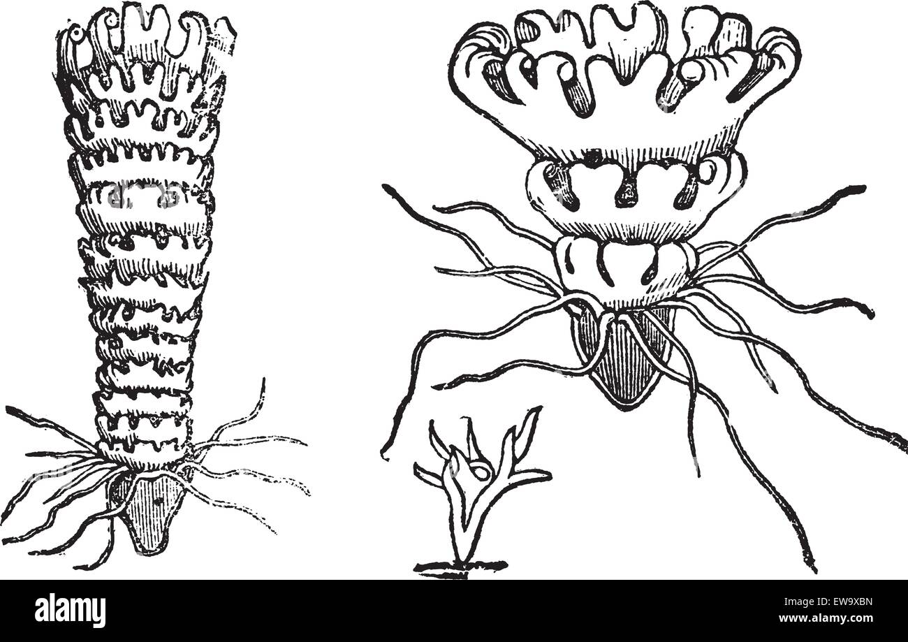 Life cycle of a Jellyfish or Aurelia, vintage engraving. Old engraved illustration of the life cycle of a Jellyfish showing attached polypoid stage (bottom), attached budding stage (left), and unattached medusa stage (right). Stock Vector