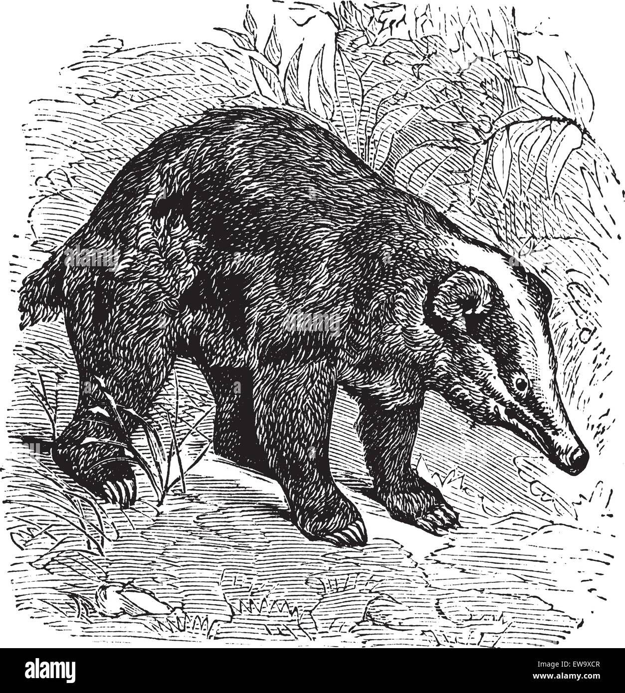 The Hog Badger, Arctonyx  or Arctonyx collaris. Vintage engraving. Old engraved illustration of a Hog Badger found in Southeast Asian tropical rainforests. Stock Vector