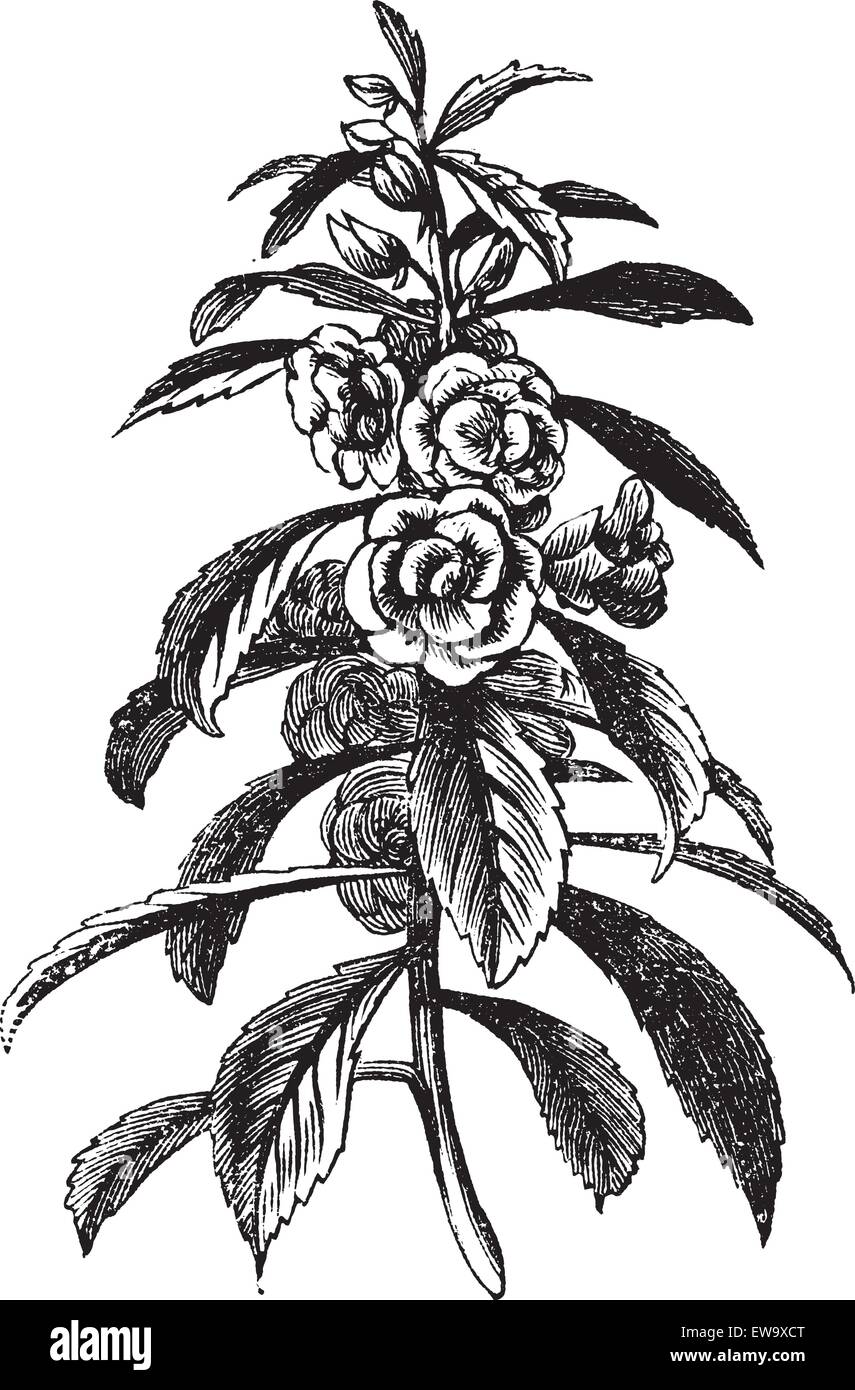 Garden Balsam or Rose Balsam or Impatiens balsamina, vintage engraving. Old engraved illustration of a Garden Balsam plant showing flowers. Stock Vector