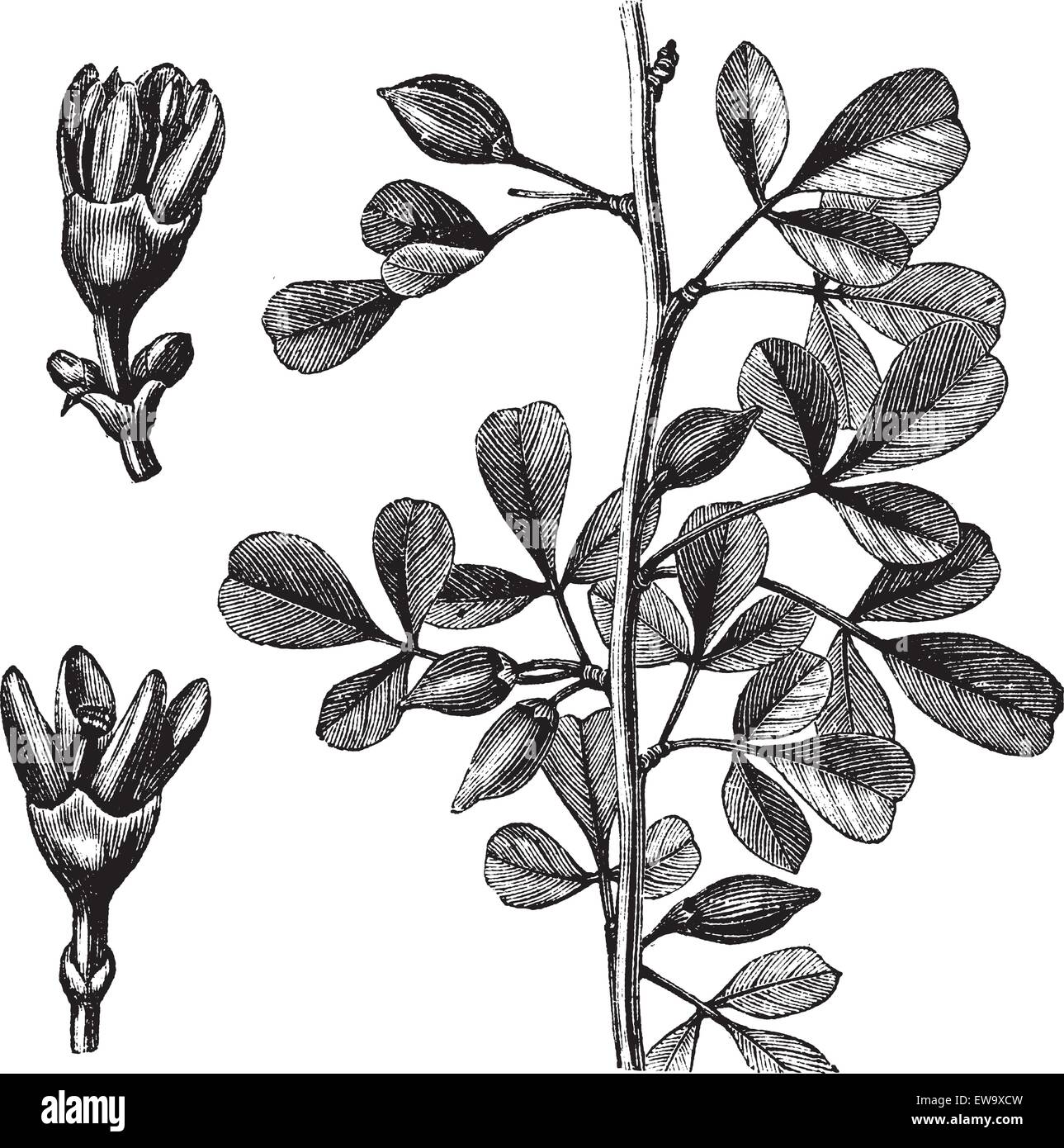 Myrrh or Balsamea or Balsamodendron ehrenbergianum, vintage engraving. Old engraved illustration of a Myrrh plant showing flowers (left). Stock Vector