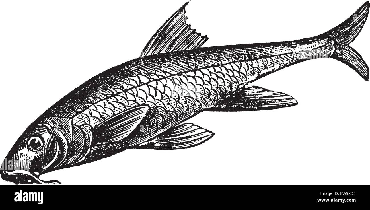 Barbus barbus, Barbel, Barbus, Pigfish or Common Barbel. Vintage engraving. Old engraved illustration of a Common Barbel. A freshwater fish that native throughout Europe and China. Stock Vector