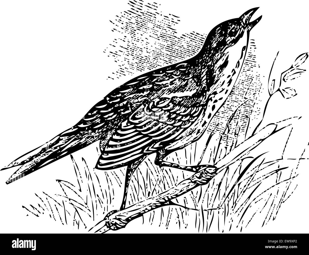 Old engraved illustration of a Saltmarsh sharp-tailed sparrow or Ammodramus caudacutus, singing while perched on a branch. Live traced. Stock Vector