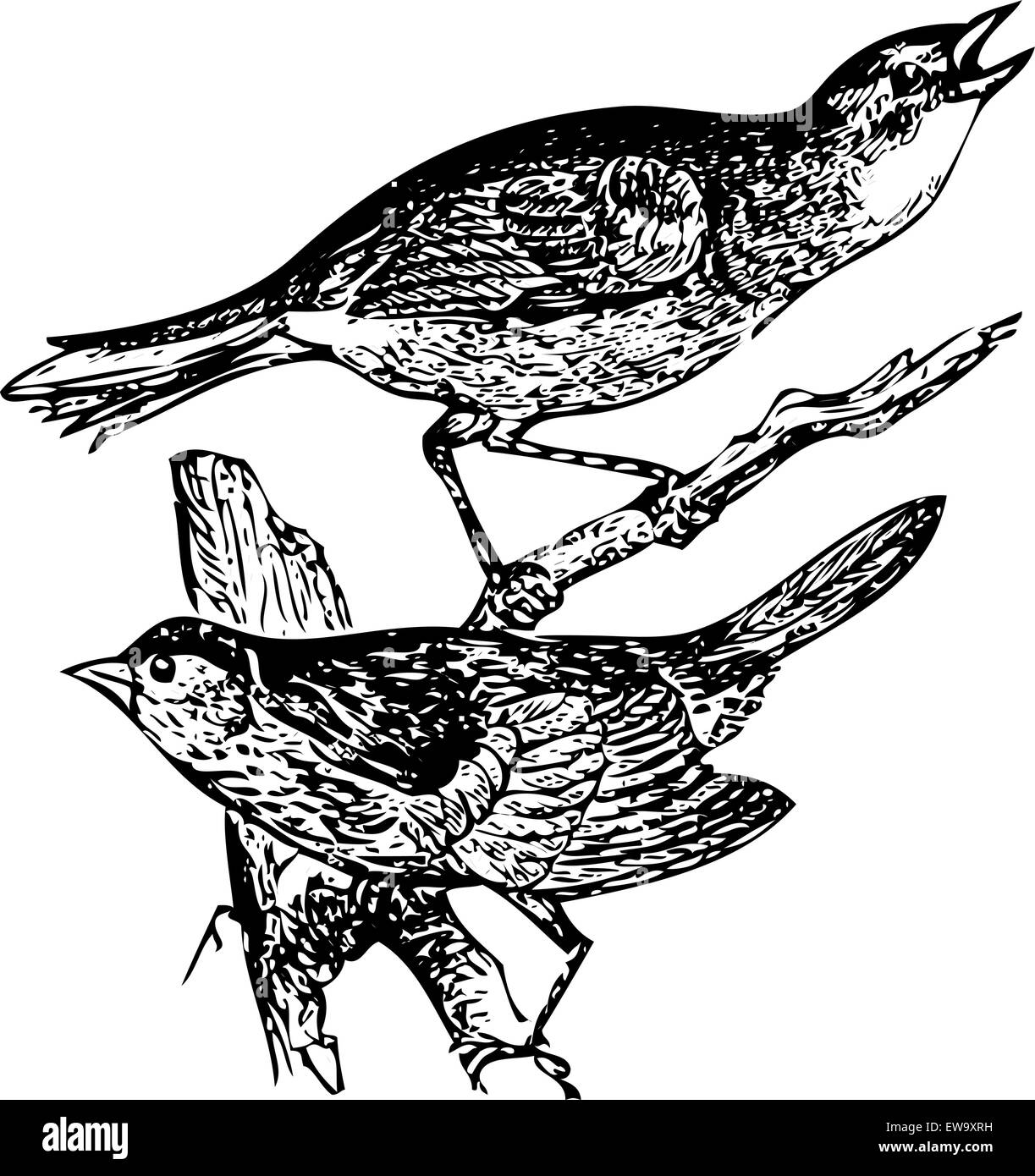 Old engraved illustration of a Seaside sparrow and Lincoln's sparrow or zonotrichia lincolnii and ammodromus maritimus, isolated on white. Live traced. From the Trousset encyclopedia, Paris 1886 - 1891. Stock Vector
