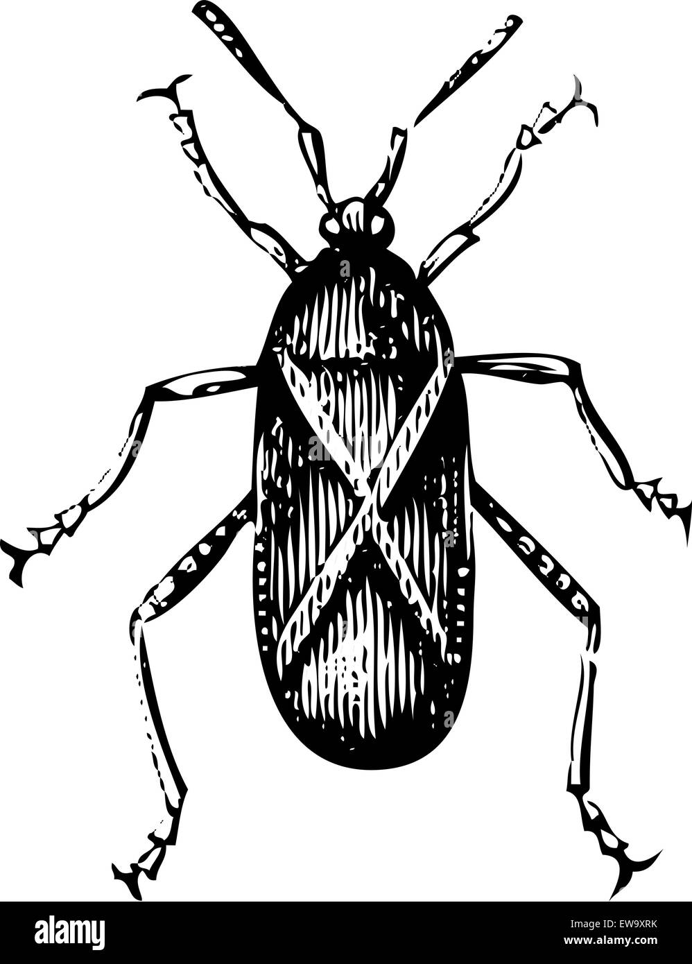 Old engraved illustration of a Squash bug or Coreus tristis, isolated on a white background. Live traced. Stock Vector