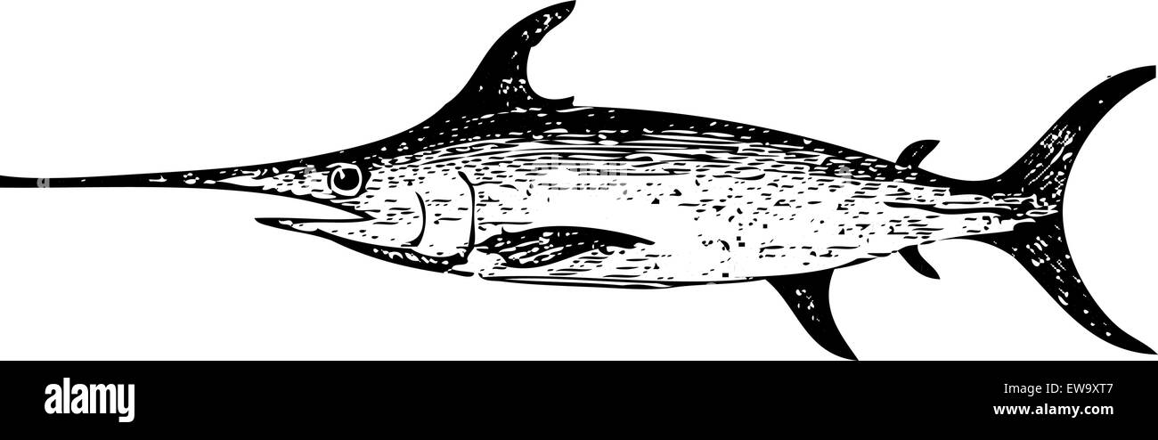 Old engraved illustration of a swordfish, isolated on white. Live traced. From the Trousset encyclopedia, Paris 1886 - 1891. Stock Vector