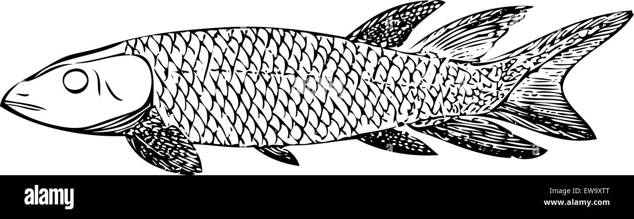 Old engraved illustration of an extinct fish, the Dipterus (thursius) macrolepidotus, isolated on white. Live traced. From the Trousset encyclopedia, Paris 1886 - 1891. Stock Vector