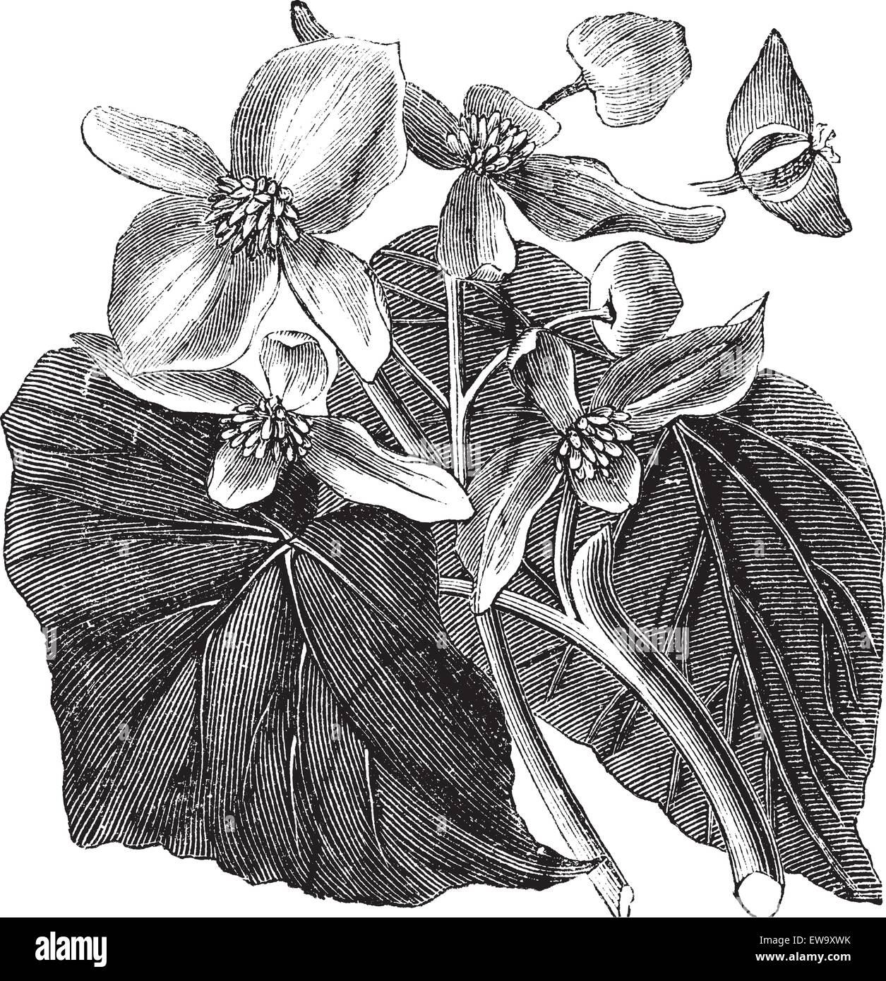 Begonia also known as Begoniaceae flower, vintage engraved illustration of Begonia flower. Stock Vector