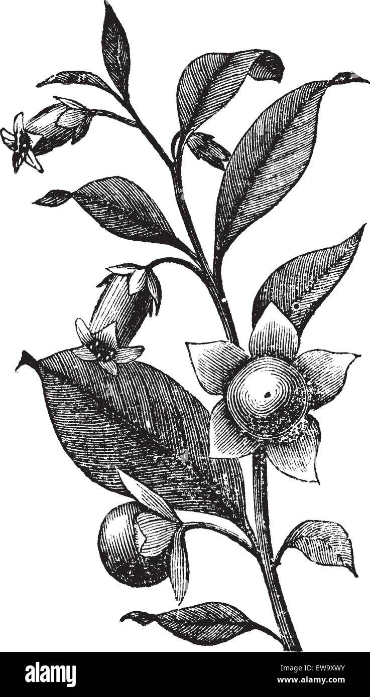 Belladona or Deadly Nightshade or Atropa belladonna, vintage engraving. Old engraved illustration of Belladona plant showing flowers. Stock Vector